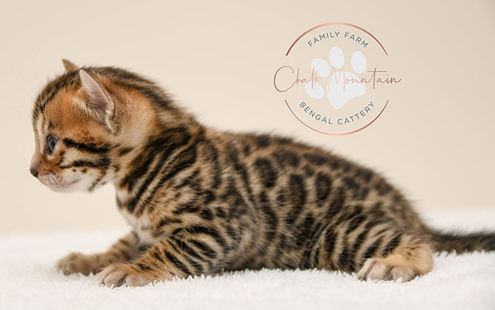 Bengal kitten for sale